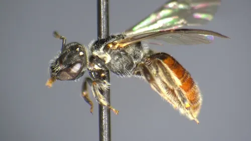 Lasioglossum aspilurum