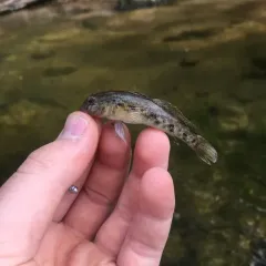 Round Goby thumbnail 3