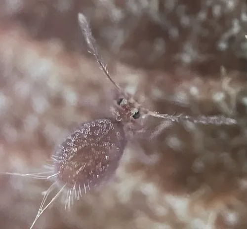 Dicyrtoma fusca