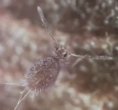 Dicyrtoma fusca thumbnail 1