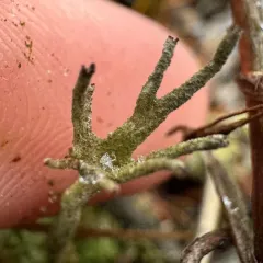 Antlered Powderhorn thumbnail 4