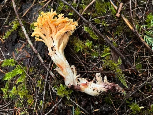 Ramaria maculatipes