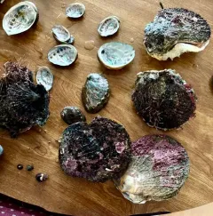 Giant Rock Scallop thumbnail 4