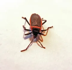 Largus cinctus thumbnail 2