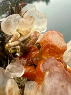 Icy Tunicate thumbnail 4