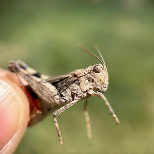 Groove-headed grasshopper