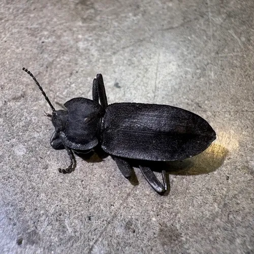 Embaphion elongatum