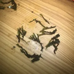 Ciliate Hoarmoss thumbnail 4