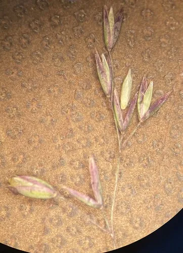 Podagrostis thurberiana