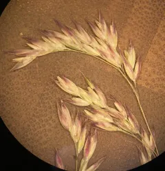 Mountain Hairgrass thumbnail 2