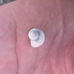 Green River Pebblesnail thumbnail 2