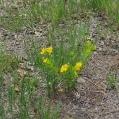 hairy puccoon thumbnail 1