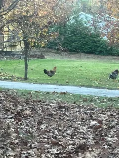 Red Junglefowl thumbnail 2