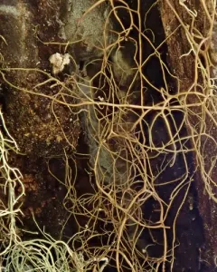 Spiny Gray Horsehair Lichen thumbnail 2