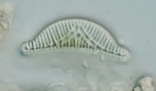 Epithemia sorex