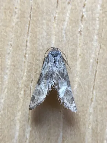 Platphalonidia dangi