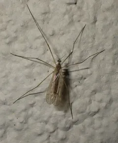 Ula elegans thumbnail 2