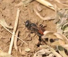 Tachysphex pompiliformis thumbnail 2