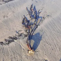 Southern stiff-stiped kelp thumbnail 2