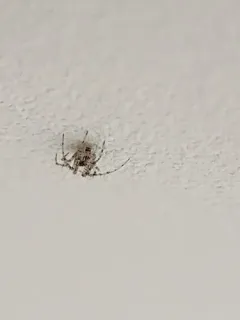 Western Pirate Spider thumbnail 2