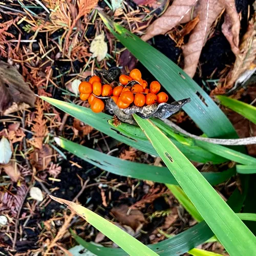 Stinking iris