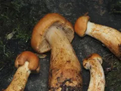 tawny webcap thumbnail 1
