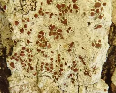 Beaded Rim-lichen thumbnail 4