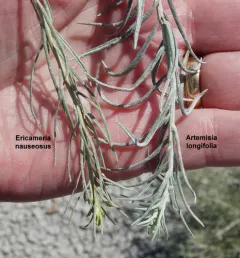 Longleaf Wormwood thumbnail 3