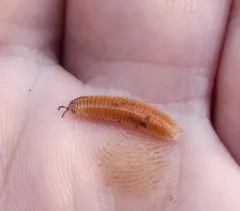 Octoglena anura thumbnail 1