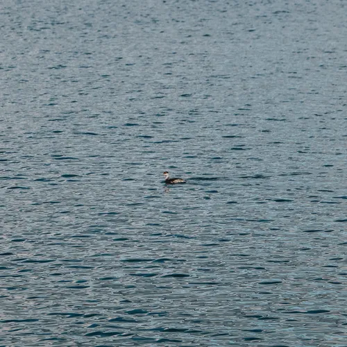 Clark's Grebe