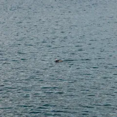Clark's Grebe thumbnail 1