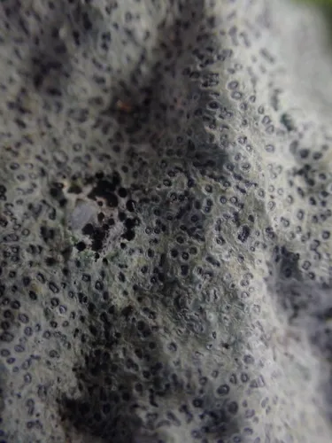 Cyclohymenia epilithica