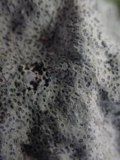 Cyclohymenia epilithica thumbnail 1