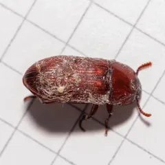 Uloma longula thumbnail 1
