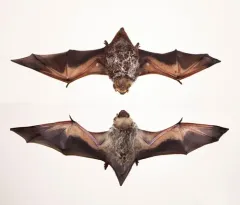 Northern Hoary Bat thumbnail 2