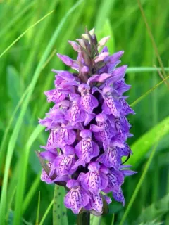 Southern Marsh-orchid thumbnail 4