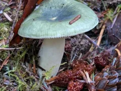 Green Brittlegill thumbnail 4