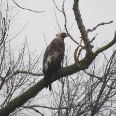 Golden Eagle thumbnail 3