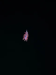 Crowned Aeolis thumbnail 3