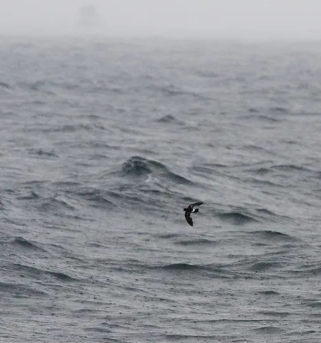 Wilson's Storm-Petrel