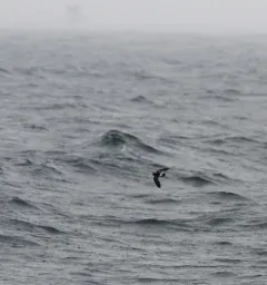 Wilson's Storm-Petrel thumbnail 1