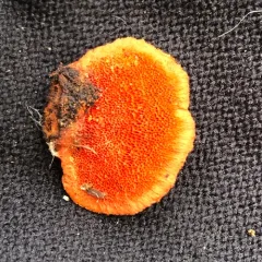 Northern Cinnabar Polypore thumbnail 2