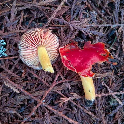 Cherry-Red Waxy Cap