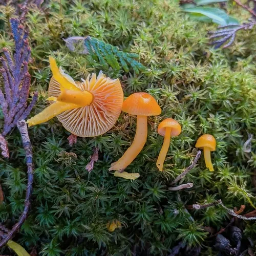 Butter Waxcap