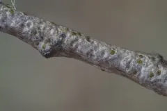 Golden oak scale thumbnail 2