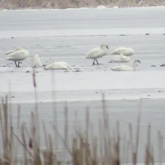 Tundra Swan thumbnail 3
