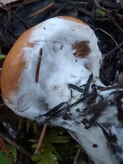 Hypomyces ochraceus thumbnail 3