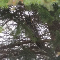 Long-eared Owl thumbnail 4