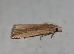 Bactra maiorina thumbnail 2