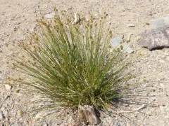 Mount Shasta sedge thumbnail 3
